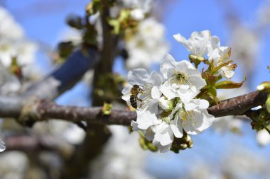 İlkbaharda çiçek açan kiraz ya da Cerasus 'ta polen topluyor..