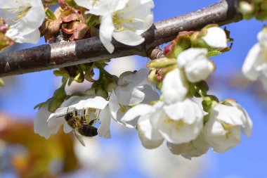 İlkbaharda çiçek açan kiraz ya da Cerasus 'ta polen topluyor..