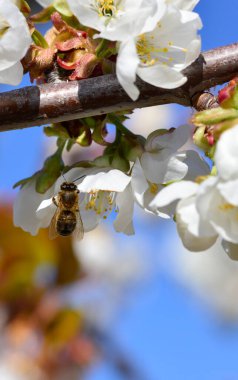 İlkbaharda çiçek açan kiraz ya da Cerasus 'ta polen topluyor..