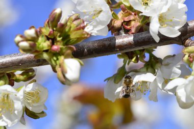 İlkbaharda çiçek açan kiraz ya da Cerasus 'ta polen topluyor..