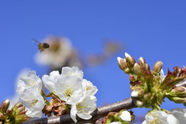 İlkbaharda çiçek açan kiraz ya da Cerasus 'ta polen topluyor..