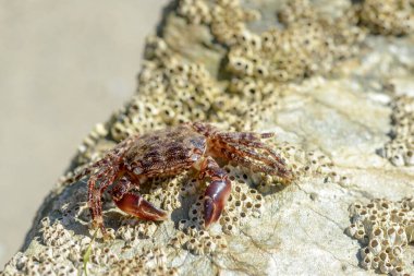 Kırmızı yengeç, Cantabrian denizinde bir kayanın üzerinde güneşleniyor.