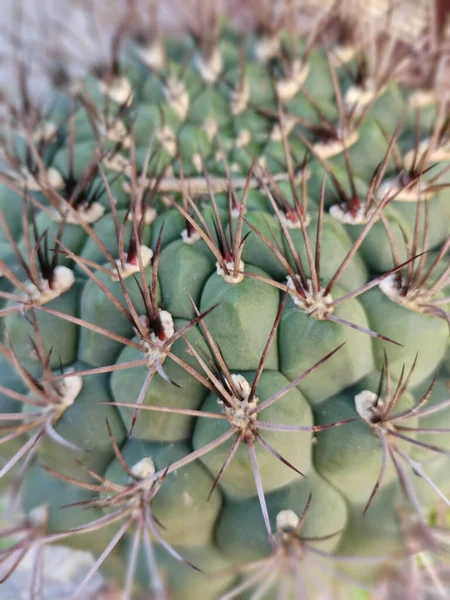 Detalle Pinchos Cactus Gigantes —  Fotos de Stock