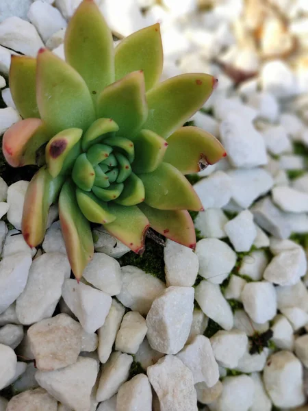 Dettaglio Spiedini Cactus Giganti — Foto Stock