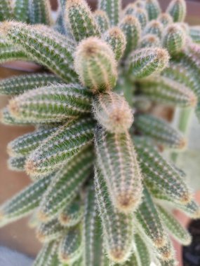 Kaktüsler, sulandırıcılar ve yeni filizlenmiş küçük sulu bitkiler.