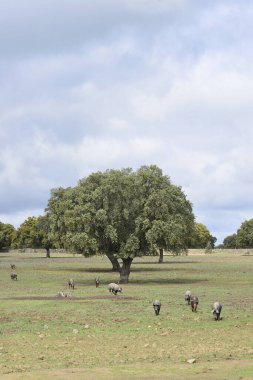 Extremadura otlağında otlayan İber domuzları. İspanya