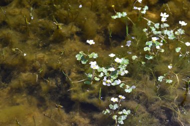 Ranunculus aquatilis, Ranunculaceae familyasından nehir ve akarsularda yaşayan bir tür..