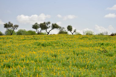 Baharda ekstremadura çayır tarlası. İspanya