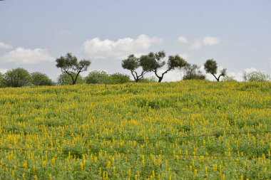 Baharda ekstremadura çayır tarlası. İspanya