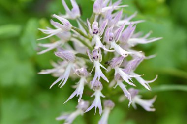 Orchis italica ya da ekstremadura otlağındaki vahşi orkide. İspanya