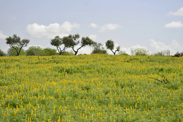 Baharda ekstremadura çayır tarlası. İspanya