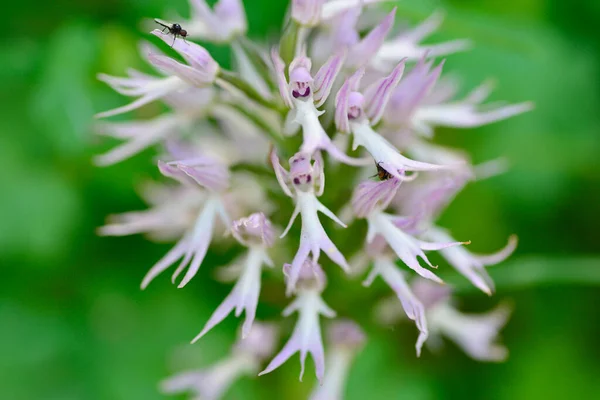 Orchis Italica 극단주의의 목초지에 가오리 — 스톡 사진