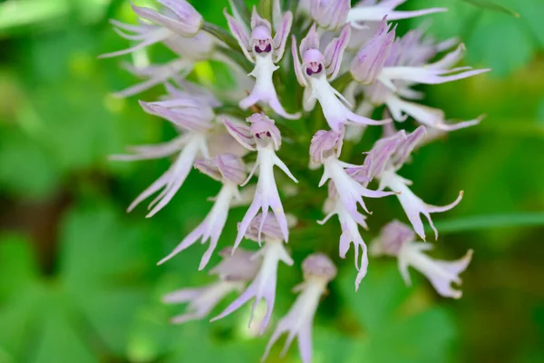 Orchis Italica 극단주의의 목초지에 가오리 — 스톡 사진