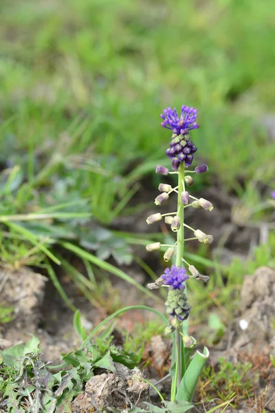 Leopoldia Comosa Conhecida Como Hyacinth Comoso Wannabe Nazareno Uma Erva — Fotografia de Stock