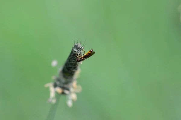 Melanostoma Mellinum Jest Bardzo Popularnym Gatunkiem Muchy Unoszącej Się Kwiatach — Zdjęcie stockowe