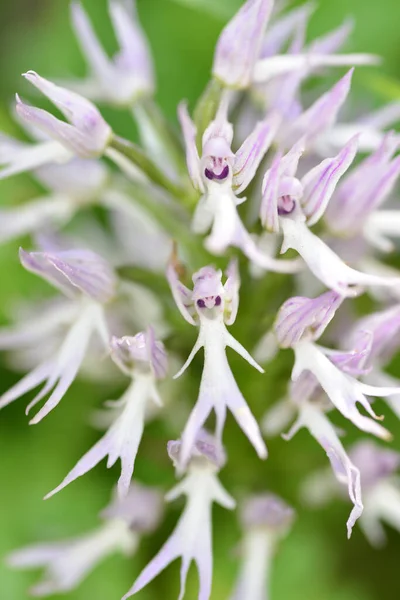 Orchis Italica 극단주의의 목초지에 가오리 — 스톡 사진