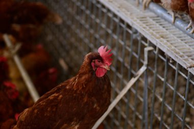 Gallus gallus domesticus mu yoksa çiftlikte yumurtlayan ev yapımı tavuk mu?.