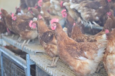 Gallus gallus domesticus mu yoksa çiftlikte yumurtlayan ev yapımı tavuk mu?.