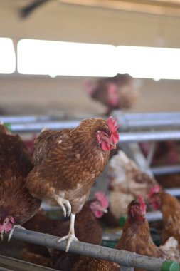 Gallus gallus domesticus mu yoksa çiftlikte yumurtlayan ev yapımı tavuk mu?.