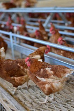 Gallus gallus domesticus mu yoksa çiftlikte yumurtlayan ev yapımı tavuk mu?.