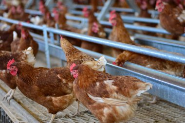 Gallus gallus domesticus mu yoksa çiftlikte yumurtlayan ev yapımı tavuk mu?.