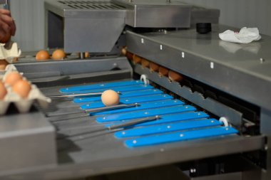 Gallus gallus domesticus mu yoksa çiftlikte yumurtlayan ev yapımı tavuk mu?.