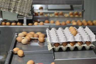 Gallus gallus domesticus mu yoksa çiftlikte yumurtlayan ev yapımı tavuk mu?.