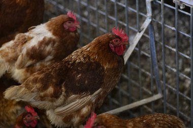 Gallus gallus domesticus mu yoksa yumurtlayan tavuk mu?.