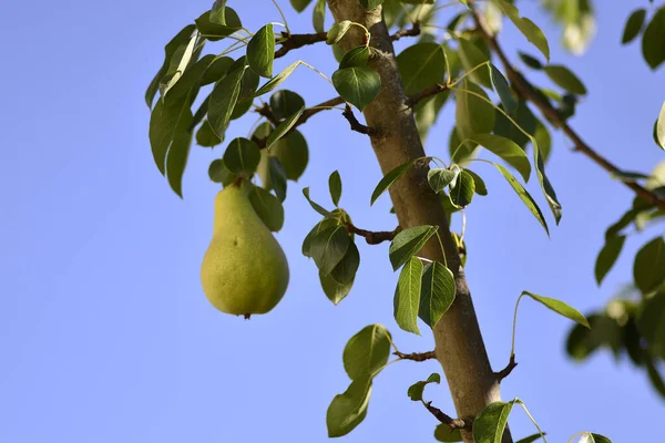 Läckra Saftiga Päron Päronträdet — Stockfoto