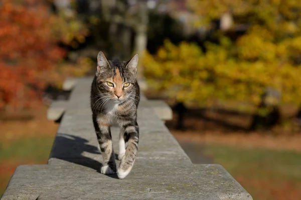 Cat walking on the ledge Royalty Free Stock Images