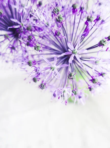 細かい紫花 — ストック写真