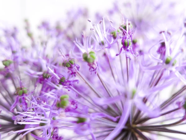 Fine violet flowers Stock Picture