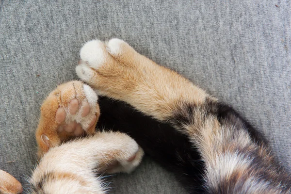 Кошачьи ноги крупным планом — стоковое фото