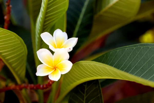 Frangipani Flor Tropical —  Fotos de Stock