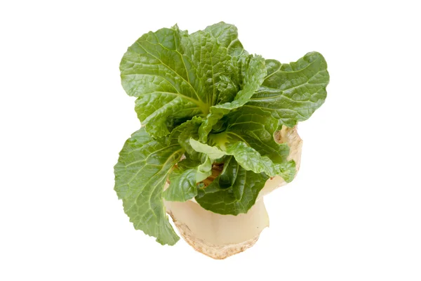 Chinese cabbage vegetable — Stock Photo, Image