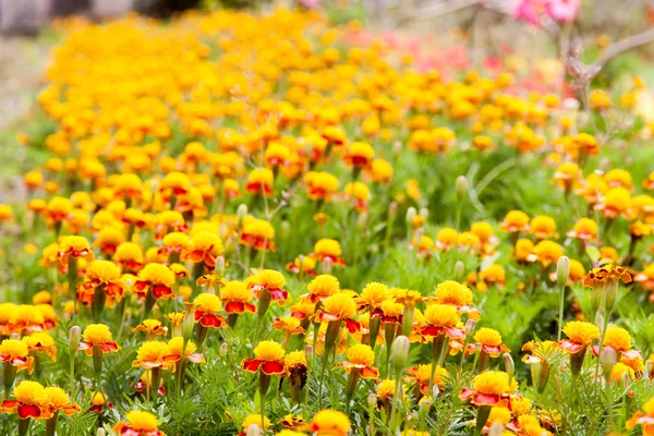 Caléndula de color amarillo en muchas plantas de flores — Foto de Stock