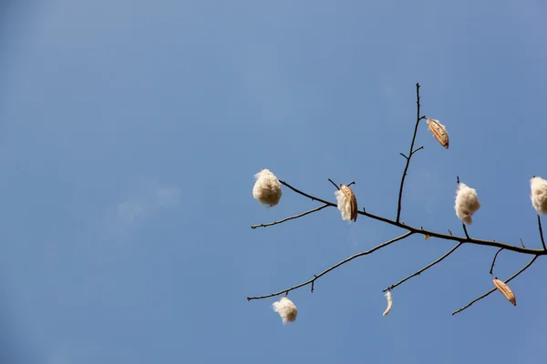 Fresh ceiba pods — Stock Photo, Image