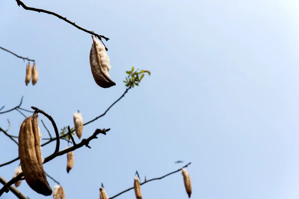 Gousses de ceiba fraîches — Photo