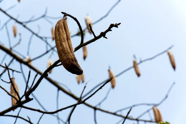 Baccelli di ceiba freschi — Foto Stock