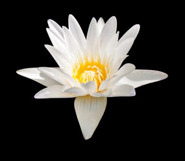 Beyaz nilüferler siyah arkaplanda izole.