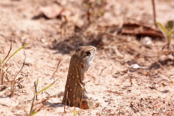 Beautiful Butterfly Lizard — Stock Photo, Image