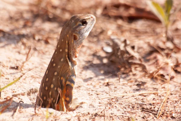 Beautiful Butterfly Lizard — Stock Photo, Image