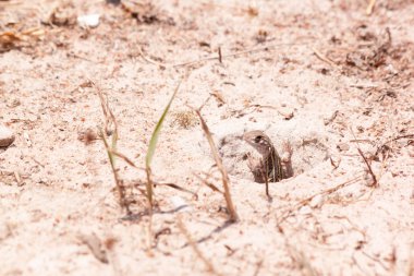 Güzel kelebek kertenkele