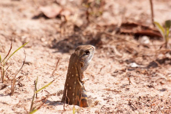 Beautiful Butterfly Lizard — Stock Photo, Image