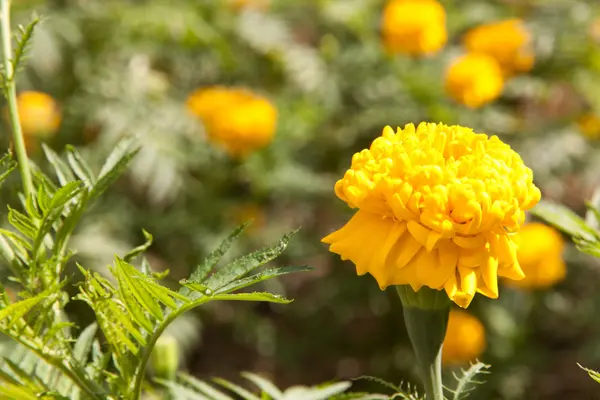 Color amarillo caléndula en primavera — Foto de Stock
