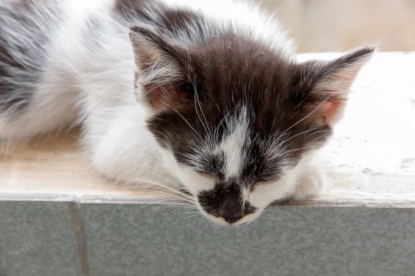 Black and white kitten — Stock Photo, Image