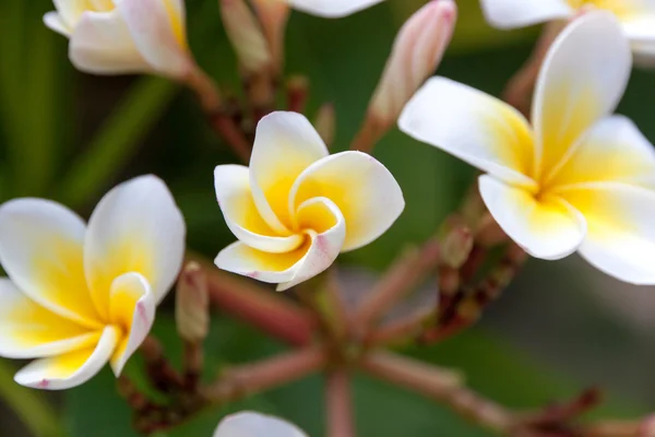 Tropische Frangipani-Blume — Stockfoto