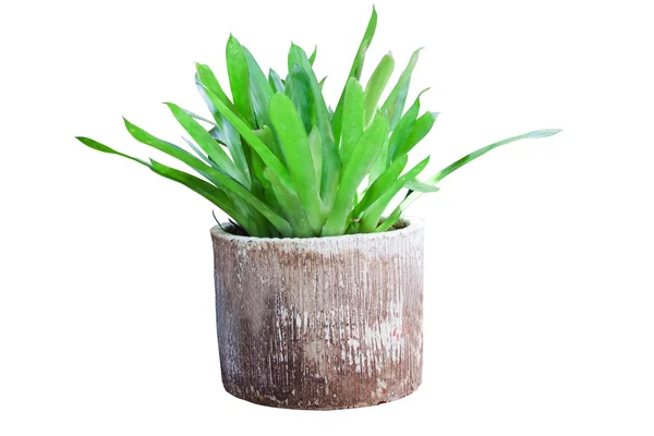 Dekoratif tencere için dekore ağaçlarda