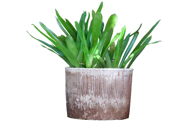 Dekoratif tencere için dekore ağaçlarda