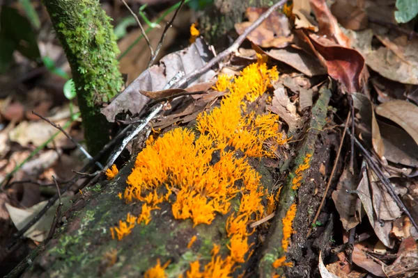 Cogumelos amarelos na madeira — Fotografia de Stock